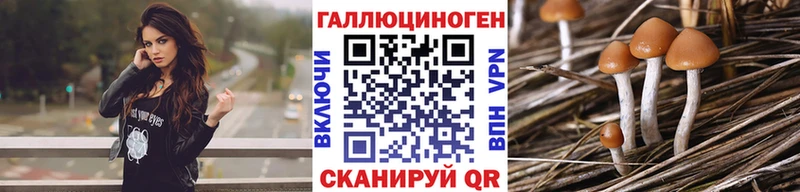 Галлюциногенные грибы Psilocybine cubensis  мориарти телеграм  Хасавюрт  закладки 
